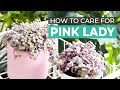 Best tips  how to care for pink lady callisia repens turle vine