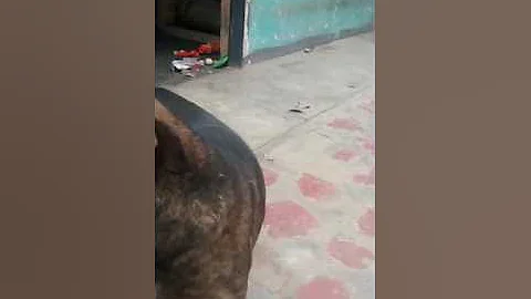 Curiosidad de Leonardo DeLaCruz