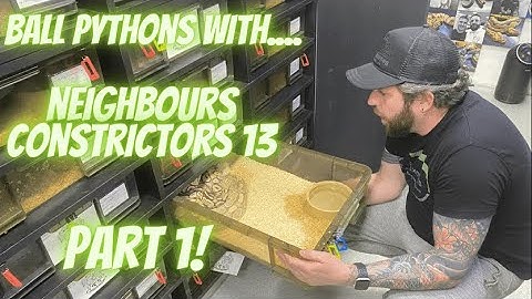 NEIGHBOURS CONSTRICTORS 13/TA EXOTICS PART 1