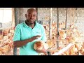 Poulet kienyeji amlior de france  ferme avicole ziwani