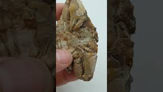 Harpactocarcinus punctulatus   Cangrejo fosil