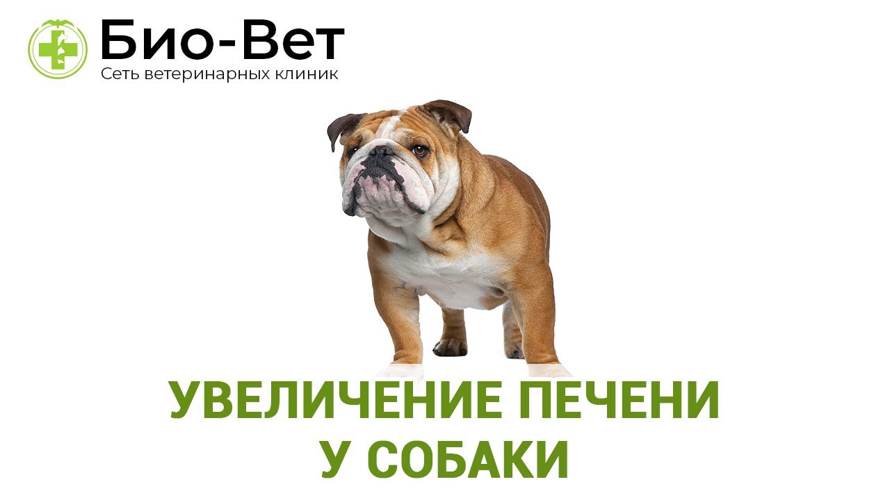 Увеличение печени у собаки - чем опасно? // Ветеринарная клиника Био-Вет.