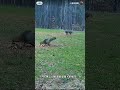 #automobile #animals #animeedit