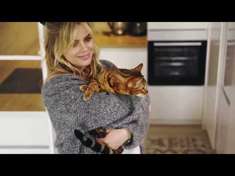 видео: Kitties Meow Meow - kids songs childs çocuklar şarkılar