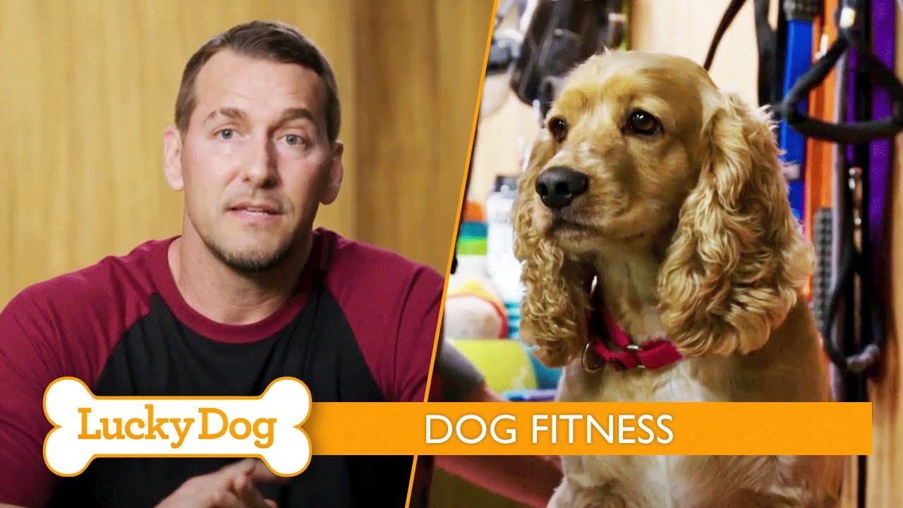 How to Create a Fitness Plan For Your Dog | Lucky Dog with Brandon McMillan