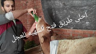 تعالو شوفوا طريقه فتح الشهية للعجول يا تري ايه السر🤔🤔