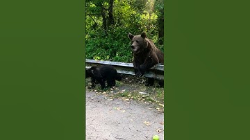 Ursi Transfagarasan 2023! #romania