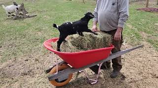 Miss Ivy in a Wheelbarrow by Tilly's Tiny Family Farm 87 views 3 weeks ago 46 seconds