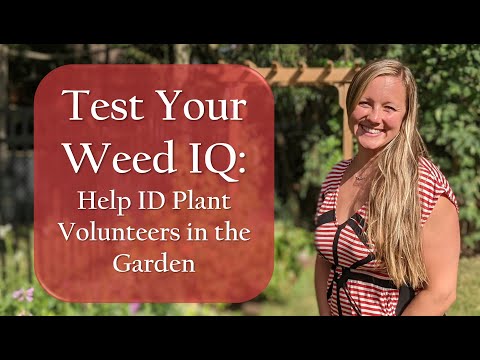 Video: Piktžolėtų kryžmažiedžių augalų kontrolė – išmokite atpažinti kryžmažiedes piktžoles