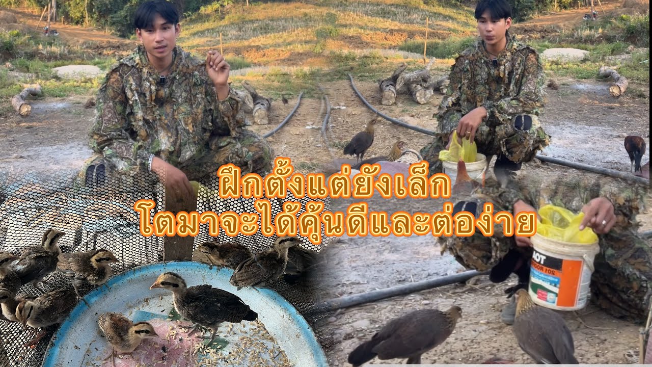 หลายหลายคนชอบส่งมาว่าไก่แหมาก