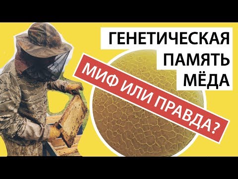 ГЕНЕТИЧЕСКАЯ ПАМЯТЬ МЕДА. МИФ ИЛИ ПРАВДА. Как проверить мед