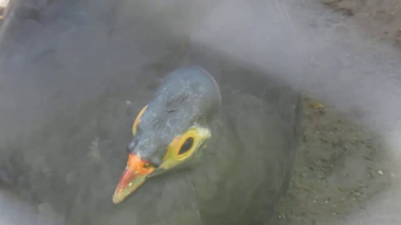 Maleo Senkawor Maleo Bird Macrocephalon Maleo At Surabaya Zoo