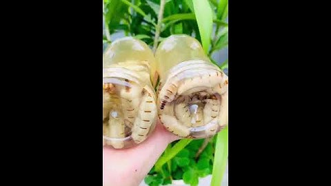 Mối chúa ngâm rượu loại 1