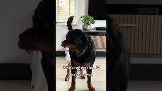 Socks of ofcourse!! #dogs #rottweiler #pets #funny