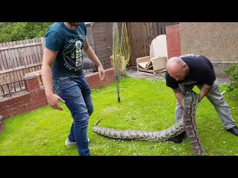 Monster African rock python attack !
