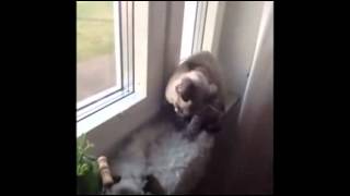 United States Most Amazing Vines 25