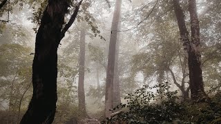 прогулка в лесу во время дождя