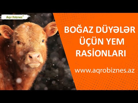 Video: Heyvanınızın Rektal Bir Imtahana Ehtiyacının 10 Səbəbi