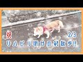 柴犬 美姫婆ちゃん のんびり散歩！ その１１　リハビリ後の初散歩【2/3】の巻