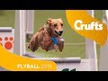 Closest Flyball Final Ever! Aces vs Focus | Crufts 2019