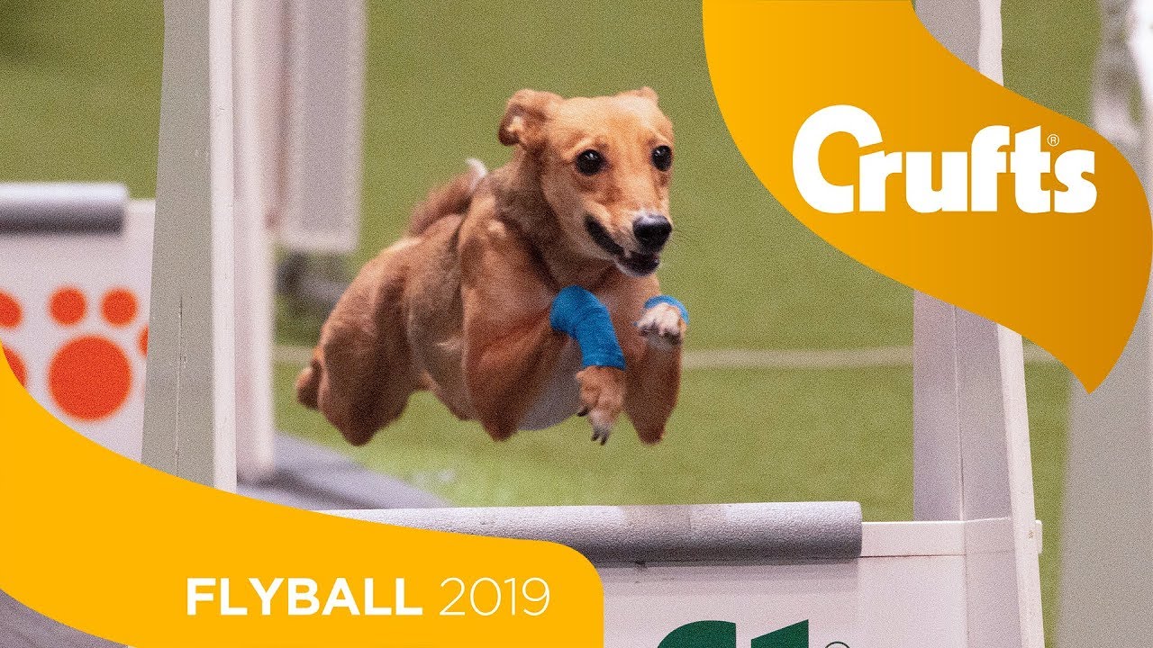 crufts 2019 flyball