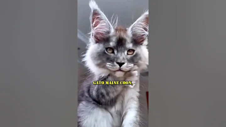 Video 10189601: gato maine coon
