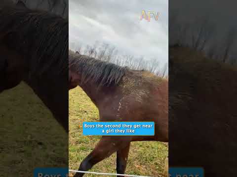 Why is this horse acting like a nervous teenager? #lol #horse #funny 1 Why is this horse acting like a nervous teenager? #lol #horse #funny