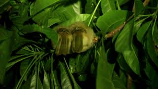 Khuub Nooog Siib Hlubb Cuuag Nujjj Plaaib Thiabbb Ntxawm