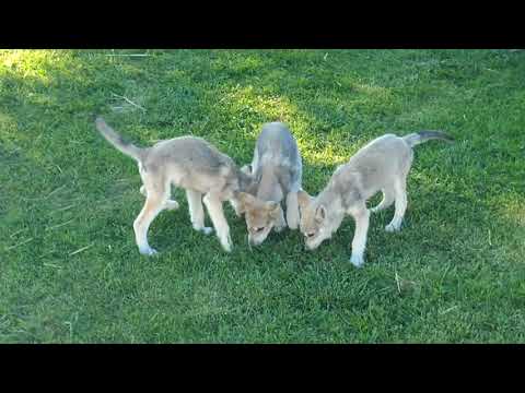 timber wolf cubs being fed