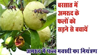 Amrud mai Fal Makkhi, Pest control in guava, अमरूद के फल में कीट नियंत्रण,