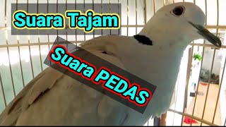 Puter Pelung Suara Tajam Suara Pedas