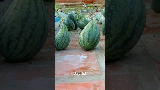 Grow watermelon from seed to harvest #shorts