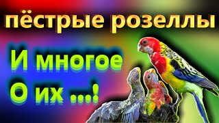 как разводить пёстрых розелл | третий выводок