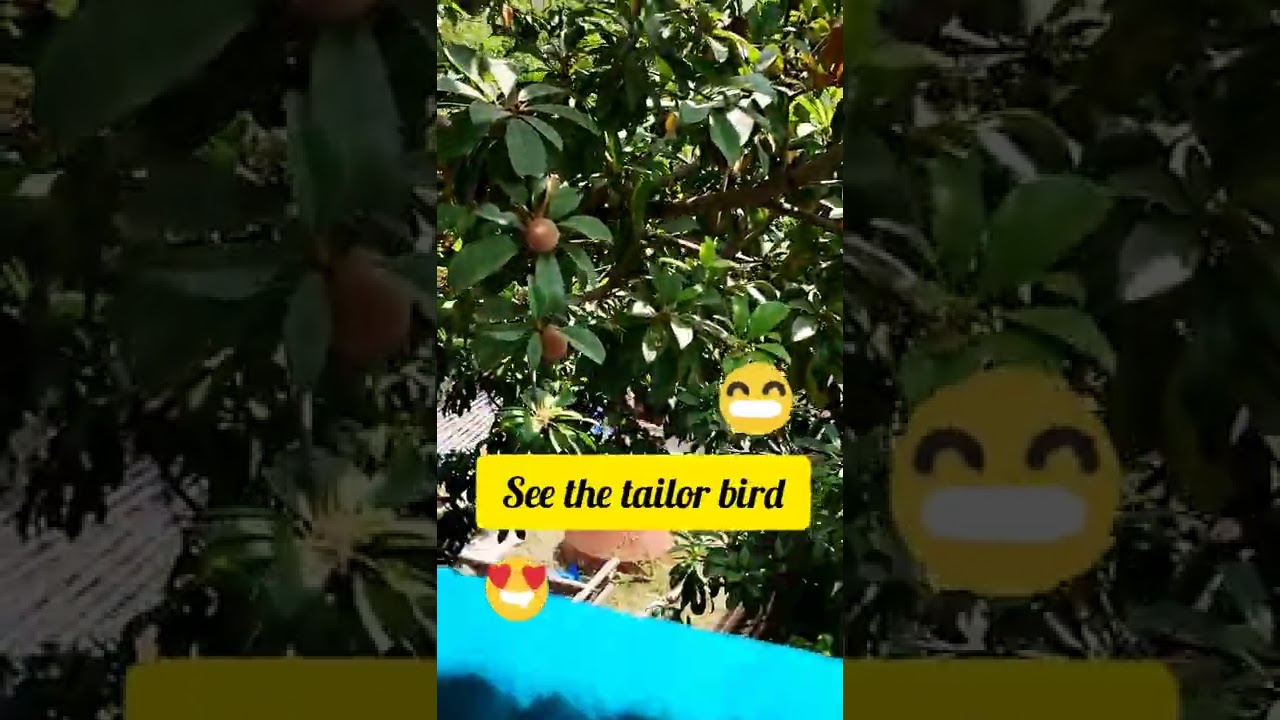 birds in my balcony 😀 