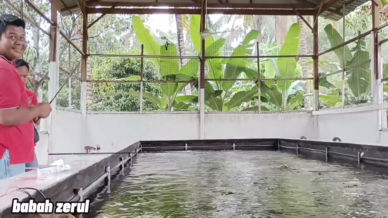 PEMBUKAAN KOLAM PANCING UDANG GALAH BABAH ZERUL!!!!!