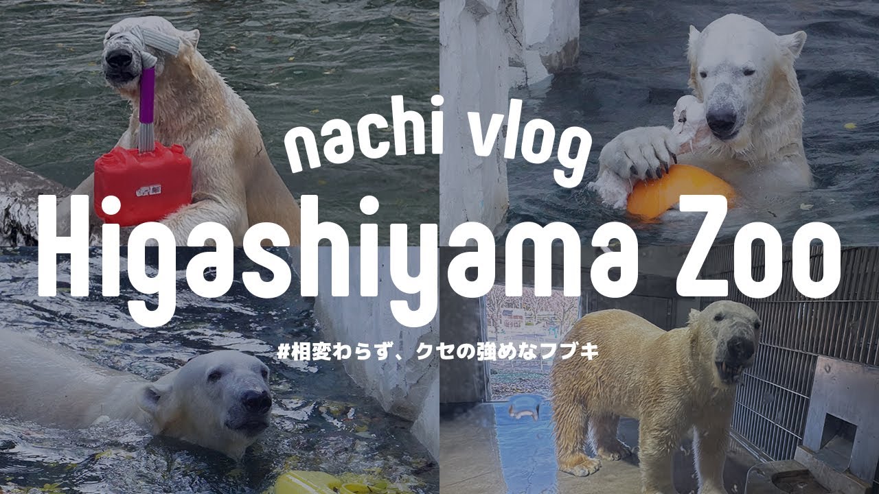 ホッキョクグマのフブキの遊び方のクセが強すぎる〈 動物園巡り 〉