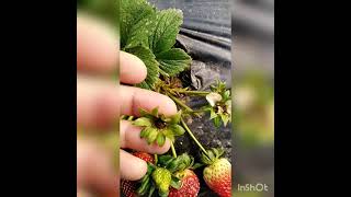 01.02.2021 Çilek Yetiştiriciliğinde Soğuk Zararı, Don Zararı