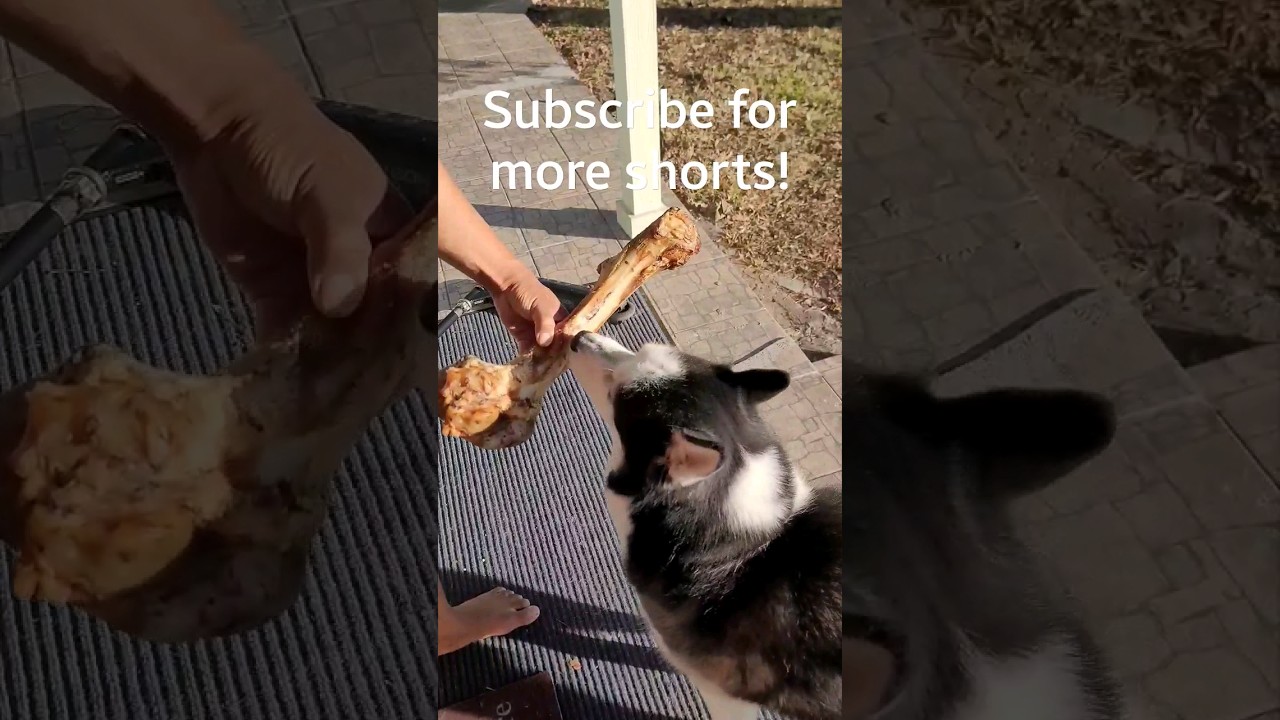 Dog Eats Biggest Bone Ever! Shocking! 😲 