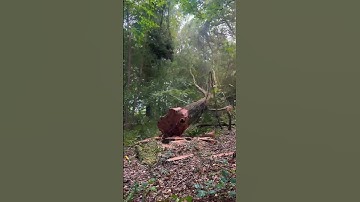 Tge Giant Tree Logging Operations #loggers #tree #asmr #oddlysatisfying