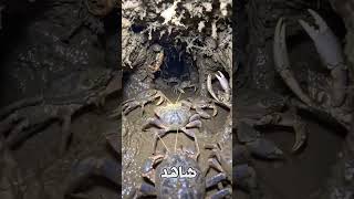 شاهد كيف توجد بيوت السلطعون تحت الارض #معلومات #معلومات #العقل #اكسبلور #jordon
