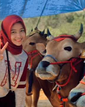 story wa kerapan sapi