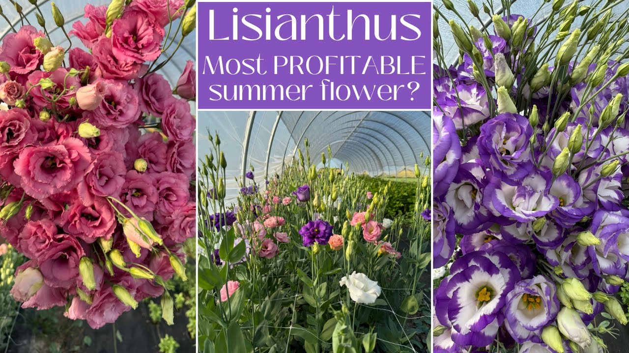 Lisianthus 101: Everything You Should Know About This $$ Flower