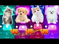 Cute cat bts fake love  cute dog marshmello  cute cat lisa money  cute dog lady gaga bloody mary