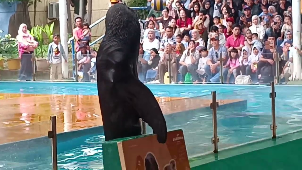 Atraksi singa laut samudra ancol