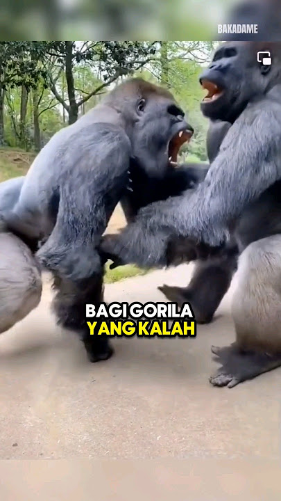 Inilah yang terjadi ketika gorila kalah dalam pertarungan‼️