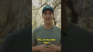 What's the difference between THC and THCA? #shorts