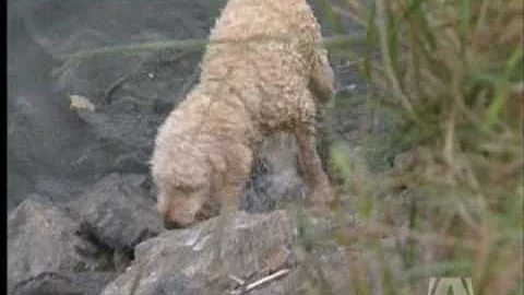 Seal Attacks Dog