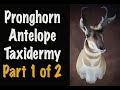 Antelope Taxidermy. Pronghorn Antelope. Part 1 of 2... prep and clay work.