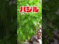 【家庭菜園・バジル】虫除け効果のある植物 バジルを植えて防虫対策！蚊・コバエ・ユスリカ防止に！バジルが効果的 #ガーデニング #防虫 #害虫駆除 #shorts