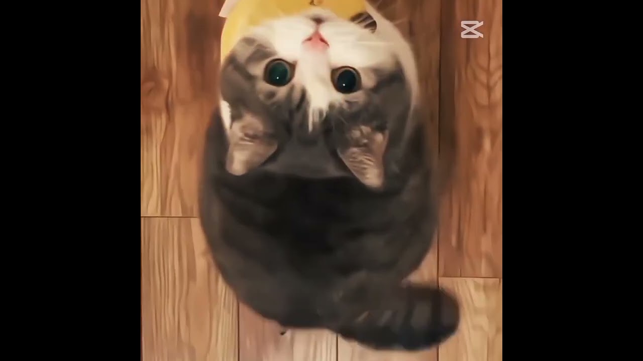 i love cats 😻 please subscribe my channel ♥️🎀🥳😽
